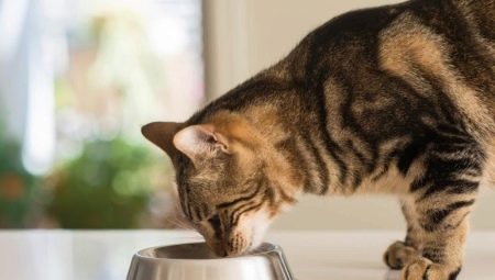 Ніж корм для стерилізованих кішок відрізняється від звичайного? Чи можна годувати кастрованого кота звичайним кормом?