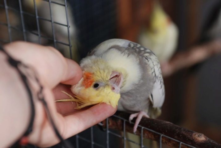 Скільки живуть кореллі? Тривалість життя папуг в домашніх умовах. Скільки років проживе у неволі при правильному догляді? sk l ki zhivut korell trival st zhittya papug v domashn h umovah sk l ki rok v prozhive u nevol pri pravil nomu doglyad 11 - Скільки живуть кореллі? Тривалість життя папуг в домашніх умовах. Скільки років проживе у неволі при правильному догляді?