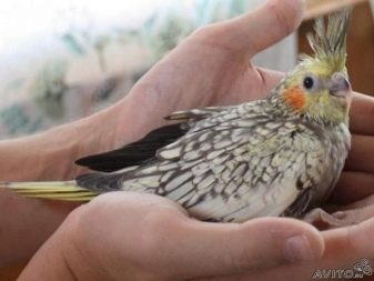 Скільки живуть кореллі? Тривалість життя папуг в домашніх умовах. Скільки років проживе у неволі при правильному догляді? sk l ki zhivut korell trival st zhittya papug v domashn h umovah sk l ki rok v prozhive u nevol pri pravil nomu doglyad 4 - Скільки живуть кореллі? Тривалість життя папуг в домашніх умовах. Скільки років проживе у неволі при правильному догляді?
