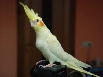 Скільки живуть кореллі? Тривалість життя папуг в домашніх умовах. Скільки років проживе у неволі при правильному догляді? sk l ki zhivut korell trival st zhittya papug v domashn h umovah sk l ki rok v prozhive u nevol pri pravil nomu doglyad 8 - Скільки живуть кореллі? Тривалість життя папуг в домашніх умовах. Скільки років проживе у неволі при правильному догляді?