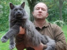 Японські імена для кішок: якими японськими іменами називають кошенят-хлопчиків і дівчаток в Росії? Як вибрати котячі клички зі змістом? yapons k mena dlya k shok yakimi yapons kimi menami nazivayut koshenyat hlopchik v d vchatok v ros yak vibrati kotyach klichki z zm stom 9 - Японські імена для кішок: якими японськими іменами називають кошенят-хлопчиків і дівчаток в Росії? Як вибрати котячі клички зі змістом?